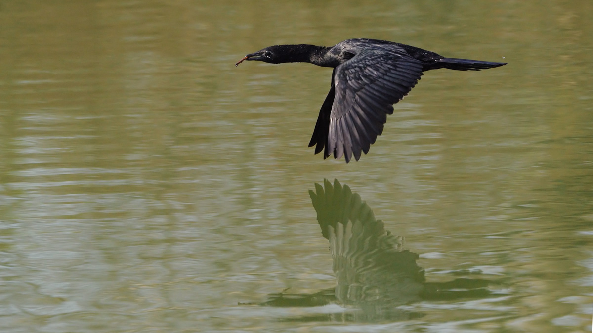 Tanto lavoro per il nido del marangone